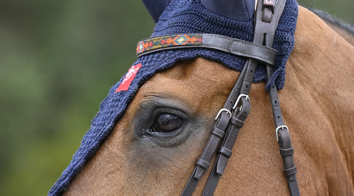Gros plan sur la tête d'un cheval